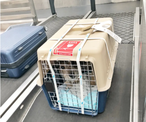 威海宠物托运 宠物托运公司 机场宠物托运 宠物空运